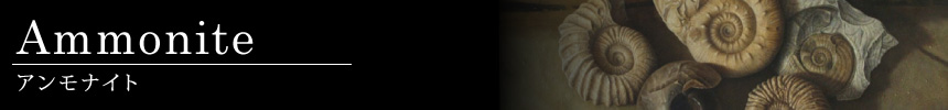 アンモナイト