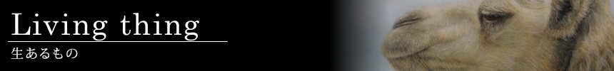生あるもの