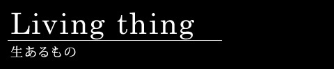 生あるもの